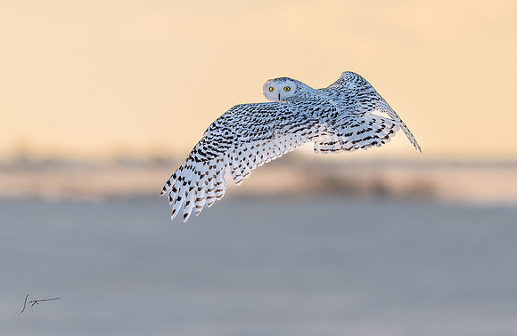 SnowyOwlsAlberta_20230208_0009