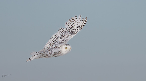 SnowyOwlsAlberta_20230207_0240-Edit