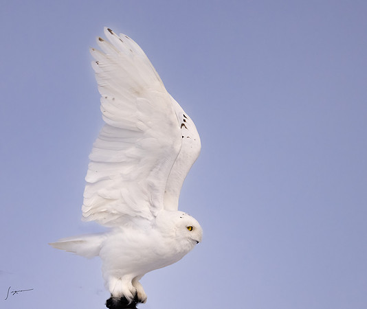 SnowyOwlsAlberta_20230207_1604-Edit