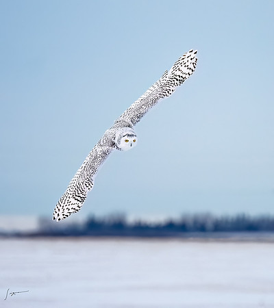 SnowyOlwsAlberta_20230209_1352-Edit