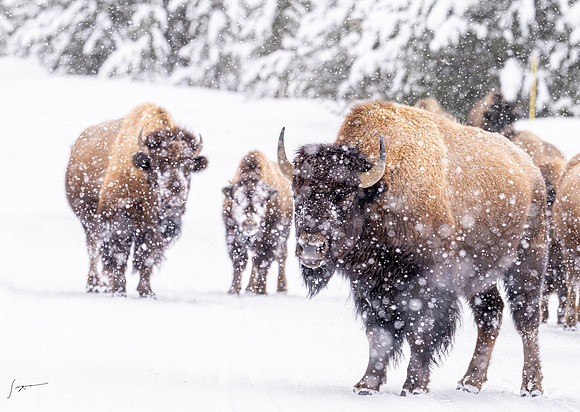 Yellowstone20230118_20230118_1245