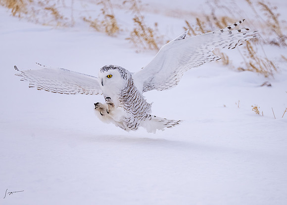 SnowyOlwsAlberta_20230209_0056-Edit