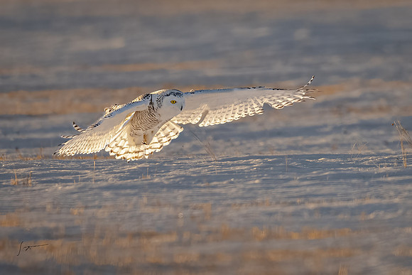 SnowyOwlsAlberta_20230207_2720-Edit