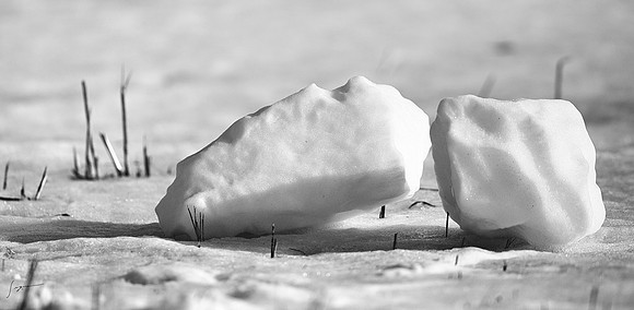SnowyOwlsAlberta_20230207_1157-Edit