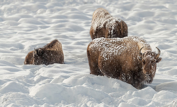 _DSC1414_0058-Edit-2-2