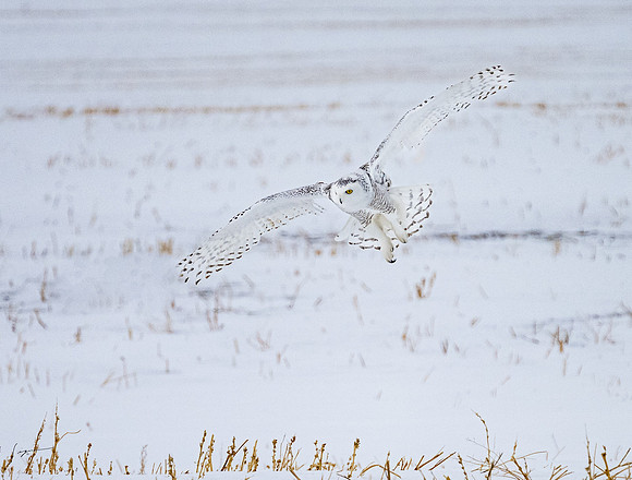SnowyOlwsAlberta_20230209_1366