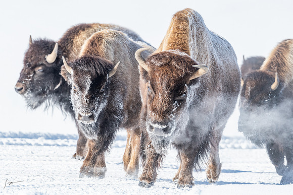 Yellowstone20230118_20230118_0130