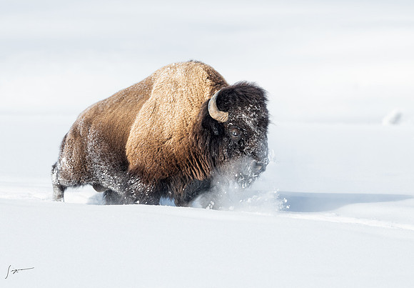 Yellowstone20230118_20230118_0292