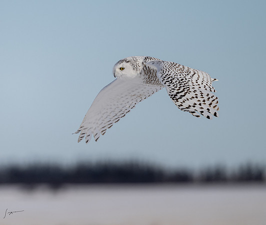 SnowyOwlsAlberta_20230207_0807