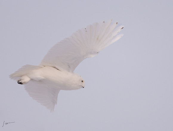 SnowyOwlsAlberta_20230207_1614-Edit
