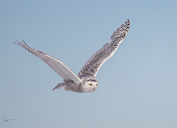 SnowyOwlsAlberta_20230207_0982-Edit