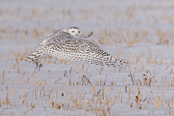 SnowyOwlsAlberta_20230207_0899