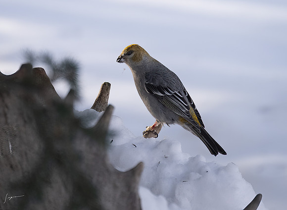 WisemanAK_20230307_1254-Edit
