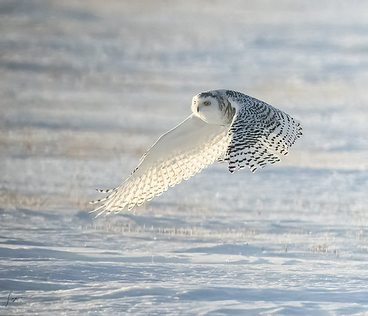 SnowyOwlsAlberta_20230207_1679-Edit