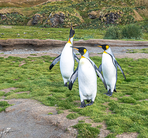 King Penguin SouthGeorgiaFortunaBay20200311_1780