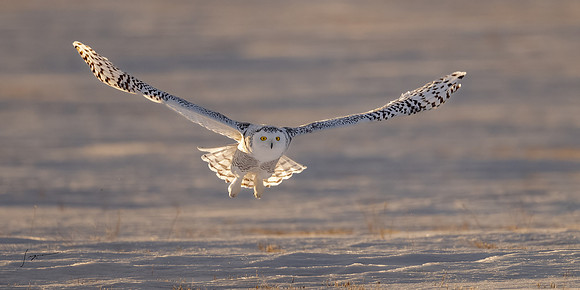 SnowyOwlsAlberta_20230207_1803-Edit-2