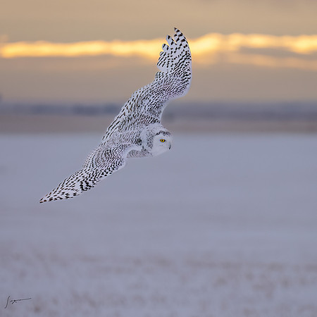 SnowyOlwsAlberta_20230209_1711-Edit