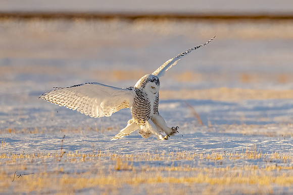 SnowyOwlsAlberta_20230207_2431-Edit