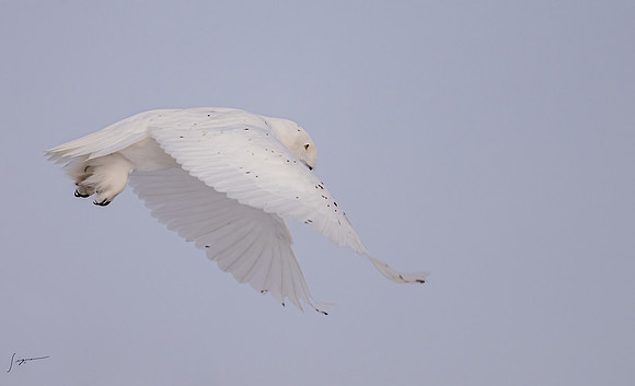 SnowyOwlsAlberta_20230207_1610-Edit