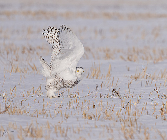 SnowyOwlsAlberta_20230207_0897