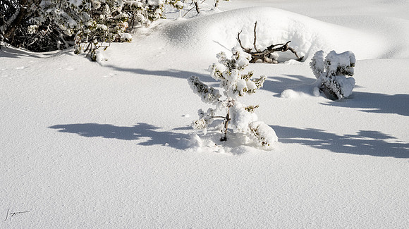 Yellowstone_20230117_1230