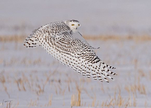 SnowyOwlsAlberta_20230207_0910