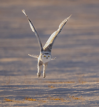 SnowyOwlsAlberta_20230207_1802NX-Edit-2