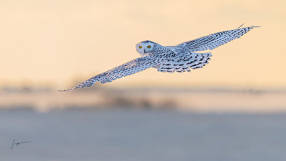 SnowyOwlsAlberta_20230208_0010-Edit