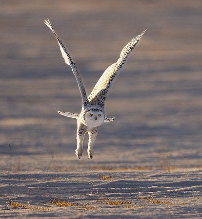 SnowyOwlsAlberta_20230207_1802_DxO