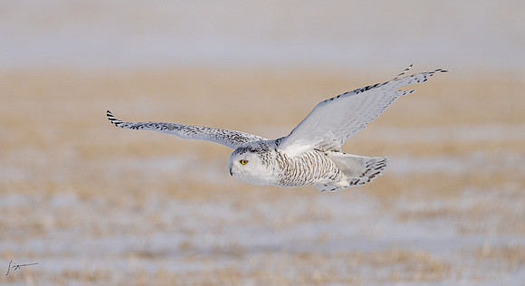 SnowyOwlsAlberta_20230207_1120