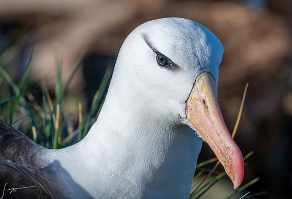 Black-browed Albatross FalklandIslandsWestPointIsland20200316_0506