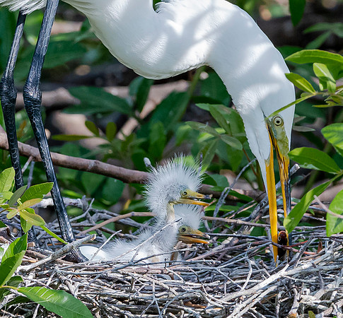 VeniceRookery20190401_0840