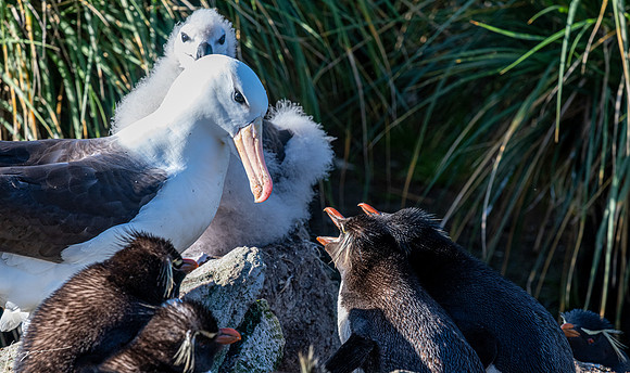 Black-browed Albatross FalklandIslandsWestPointIsland20200316_0095