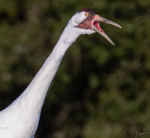 Whooping Crane    _DSC0833-Edit