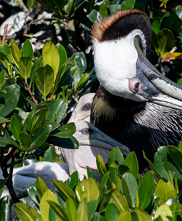 BrownPelicanVinoyParkStPete20190410_1322