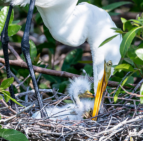 VeniceRookery20190401_0768