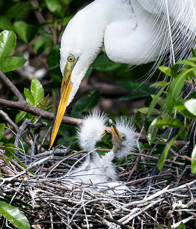 VeniceRookery20190401_1489