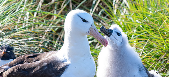 Black-browed Albatross FalklandIslandsWestPointIsland20200316_0291