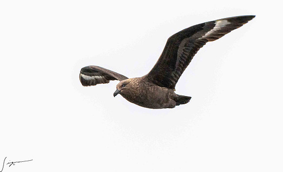 Brown Skua YankeeHarbor20200304_0037