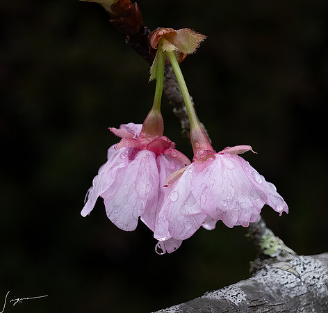 20250304AburatsuJapan_0404-Edit