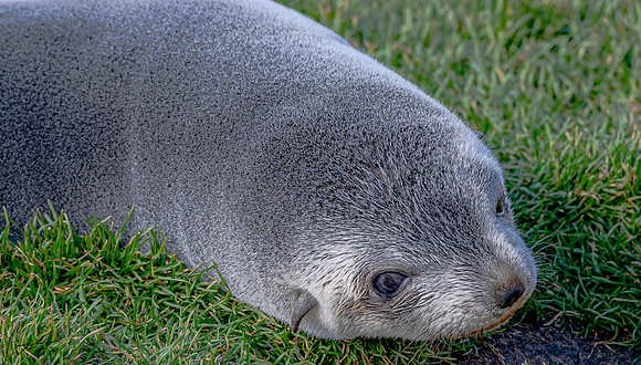 Fur Seal SouthGeorgiaFortunaBay20200311_0586