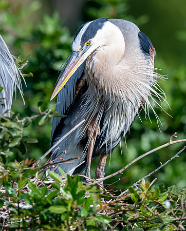 VeniceRookery20190401_0726