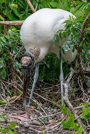 NorthLakesNestingArea20190408_0390