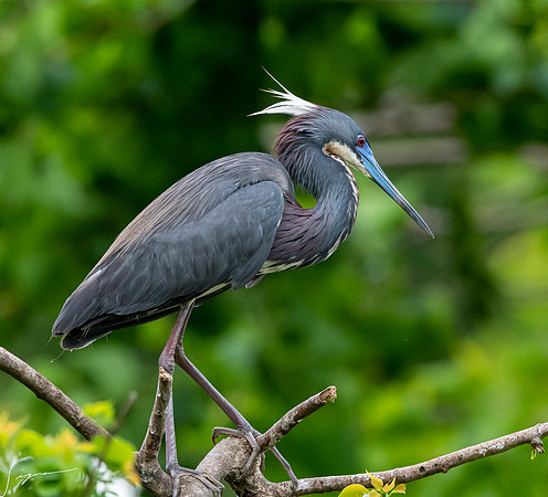 TricoloredHeronBreedingAdultNorthLakesNestingArea20190408_0477