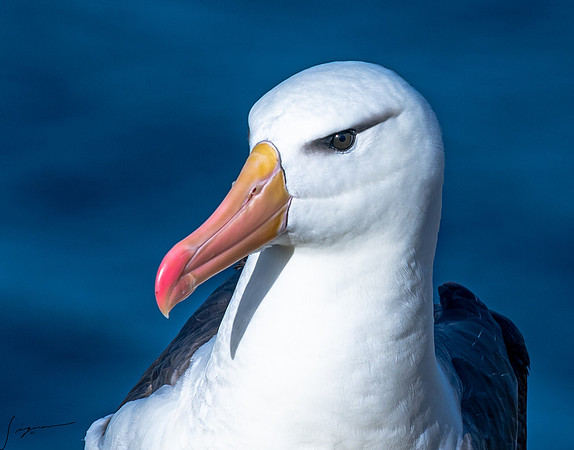 Black-browed Albatross FalklandIslandsWestPointIsland20200316_0813