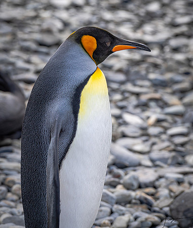 King Penguin SouthGeorgiaFortunaBay20200311_0041
