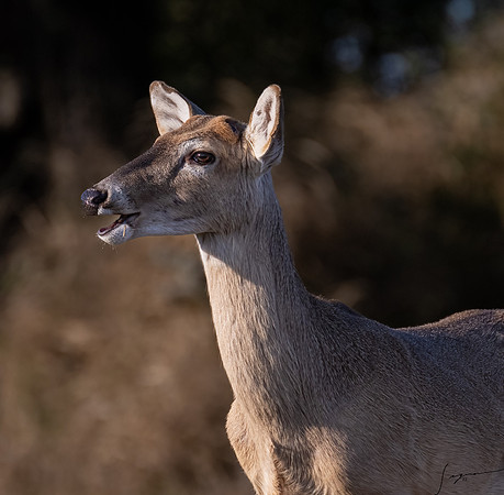 _DSC0808-Edit