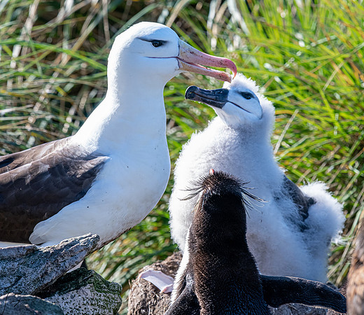Black-browed Albatross FalklandIslandsWestPointIsland20200316_0266
