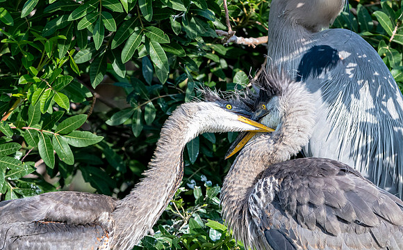 VeniceRookery20190401_0537