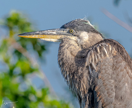 GreatBlueHeronImmatureVeniceRookery20190401_0019